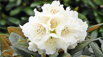 Rhododendron Honigduftftujtj.jpg