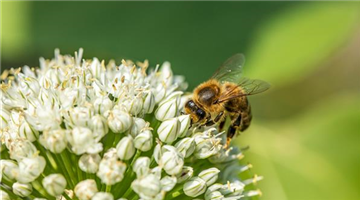 Biene auf Blüte (GS670967.jpg)